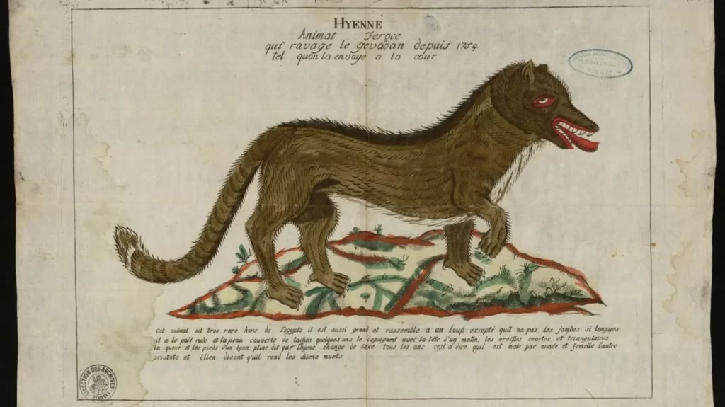 Dessin de 1765 de la bête du Gévaudan envoyé à la Cour